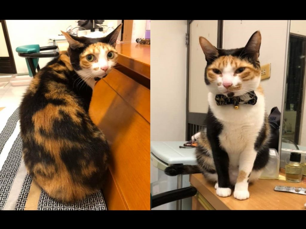 三花貓「木耳」長相非常特殊（圖／網友Wen-Chee Tu授權提供）