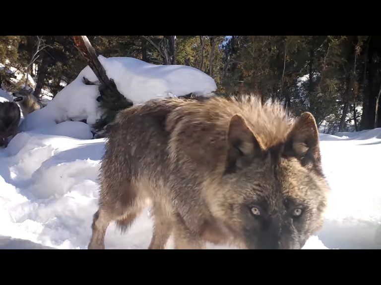 狼老大在雪地中發現攝影機狂舔　後面那隻乖等：輪到偶了嗎？
