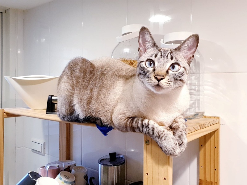 半夜聞怪聲!男子驚醒見「鴛鴦大盜」一把風一下手 把內褲全翻出