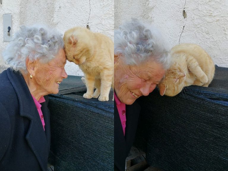 橘貓一看到朵拉老奶奶就認出老朋友，上前頭碰頭甜蜜撒嬌。（圖／Facebook@Mimma Bei） 