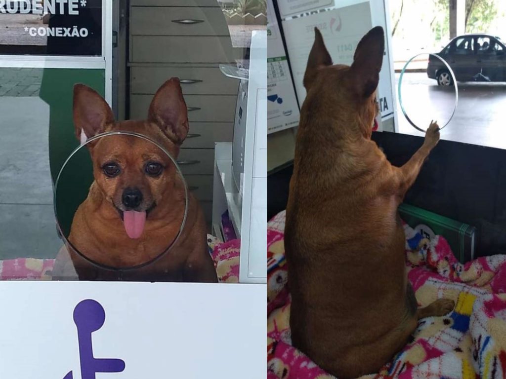 小胖狗奇基塔擔任公車售票員（圖／FB@Adelsionir Mariani）