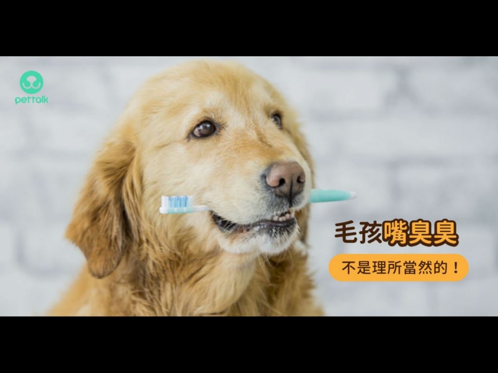 （圖／PetTalk提供）