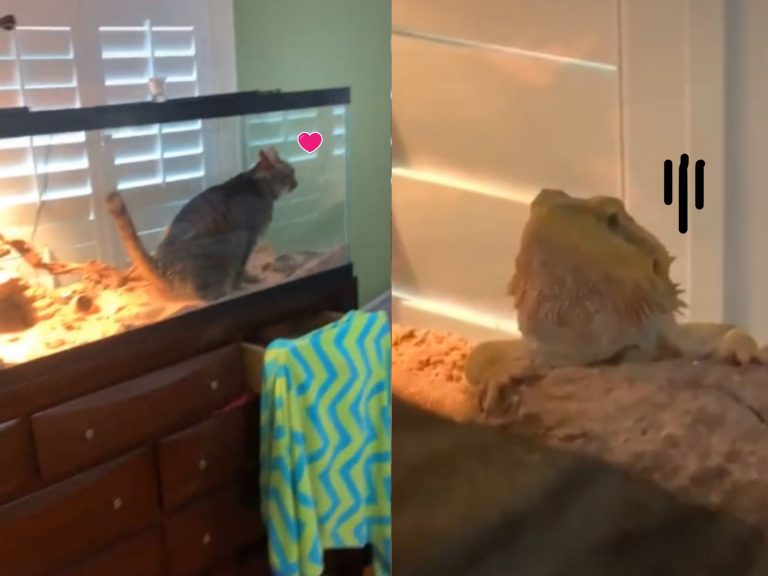 貓咪闖入蜥蜴保溫箱當貓盆如廁　網笑瘋：加熱比較舒服！
