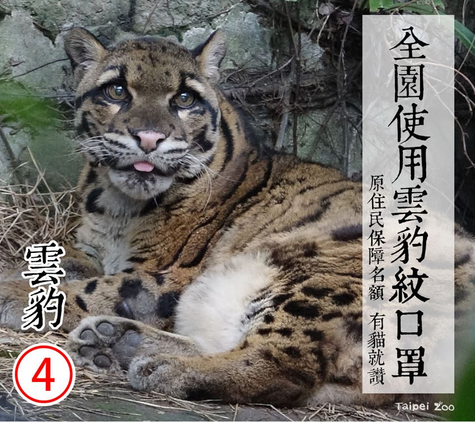 ▲4號候選人雲豹 | The No. 4 candidate-cloud leopard (FB/Taipei Zoo)