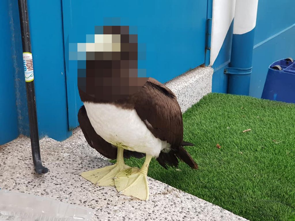 白腹鰹鳥好像有點累，閉著眼睛休息。（圖／網友Flora Chen提供） 