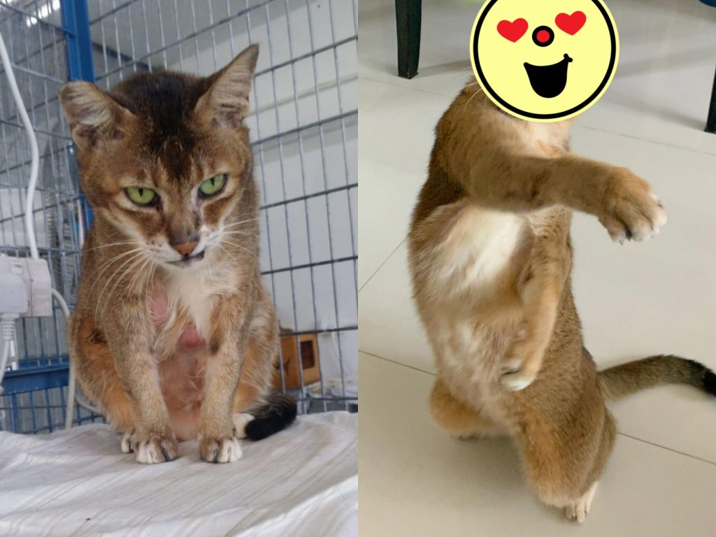 一年前的薯仔和現在的薯仔，會不會差太多啦～（圖／網友Carl Leong提供） 