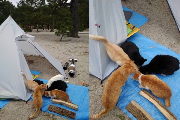 網友露營被地痞貓群搶糧搶帳篷　網笑：「收保護費啦！」