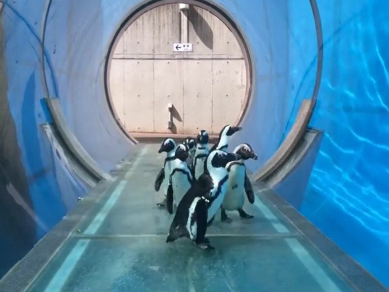 日本水族館的企鵝因為園區休館，在園區遊園散步啦！（圖／twitter@_seaparadise_）