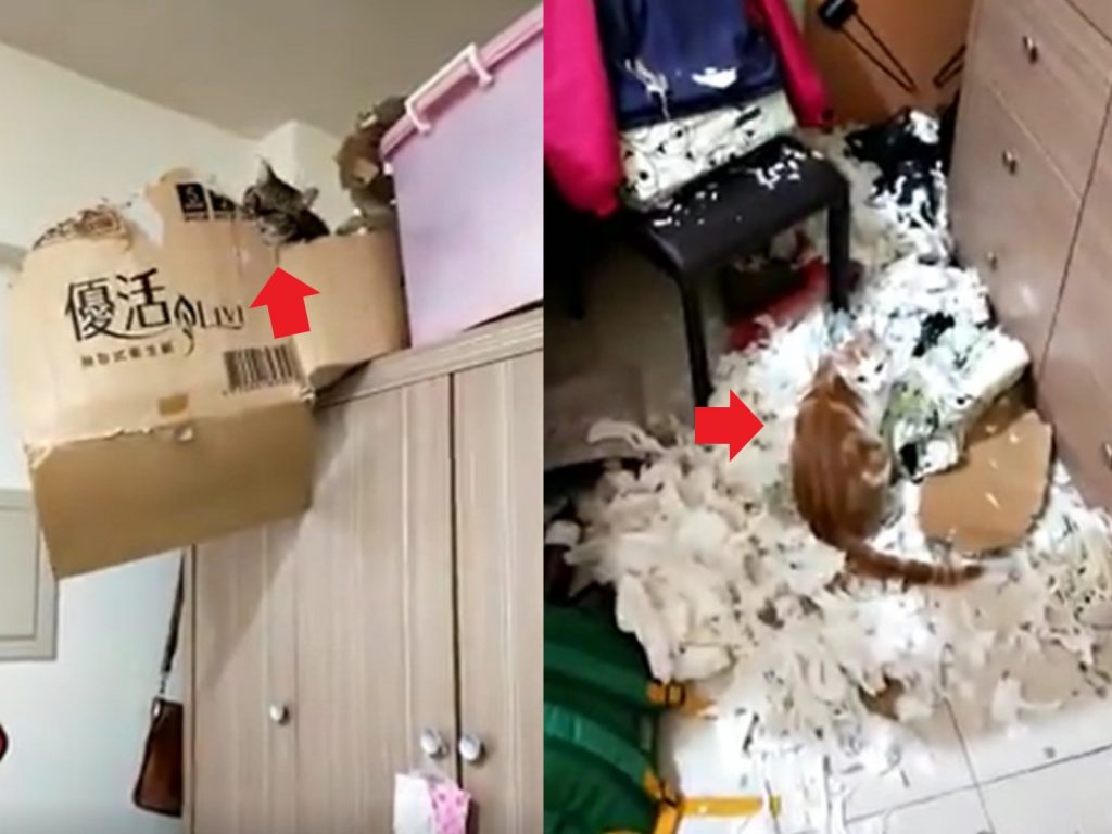 網友李小姐家的兩隻貓咪，聯手製造「衛生紙之亂」（圖／網友李美琪小姐授權提供）