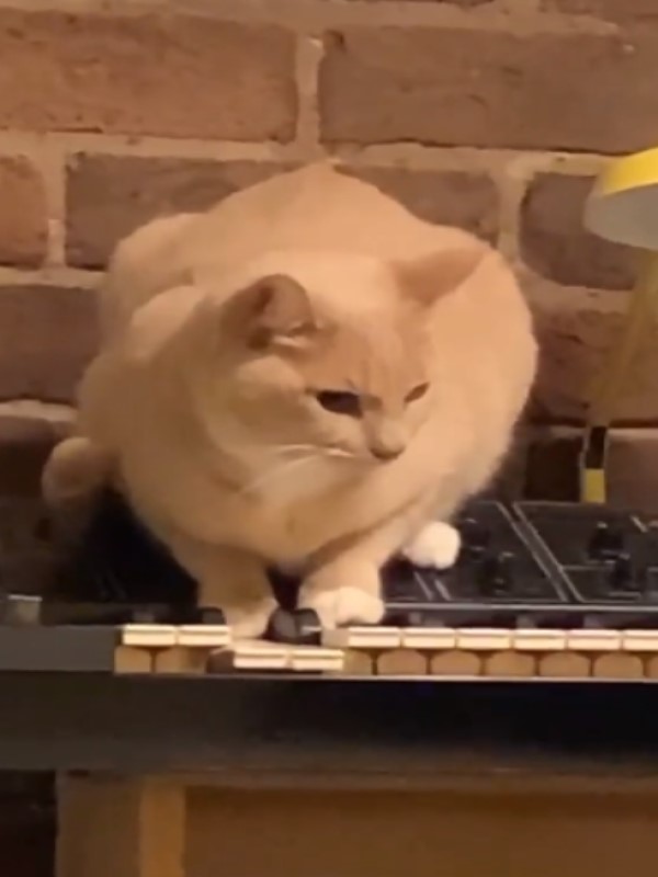 膽小者慎入！橘貓踩在鍵盤上　意外創作出最詭異的音樂