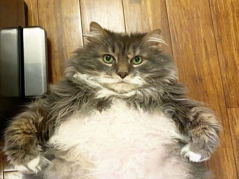 12公斤胖貓被遺棄到收容所　竟吸引雪片般領養詢問！
