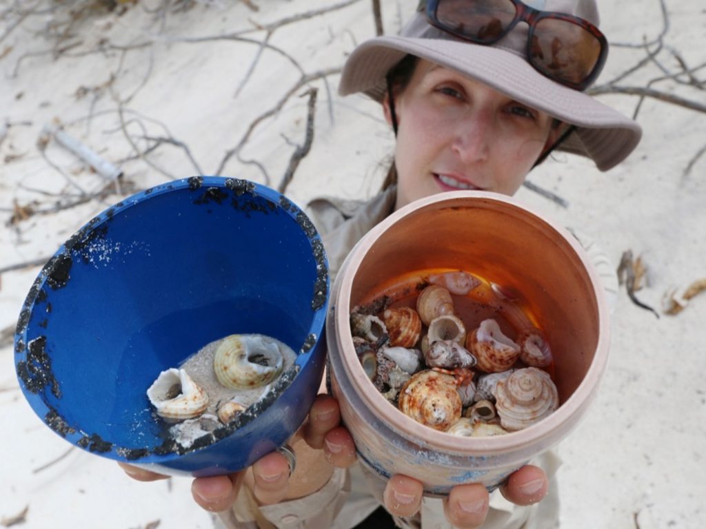 研究人員發現平均來說每平方公尺就有1.1到2.4隻寄居蟹被困在塑膠容器中。（圖／Facebook@Institute for Marine and Antarctic Studies – IMAS） 