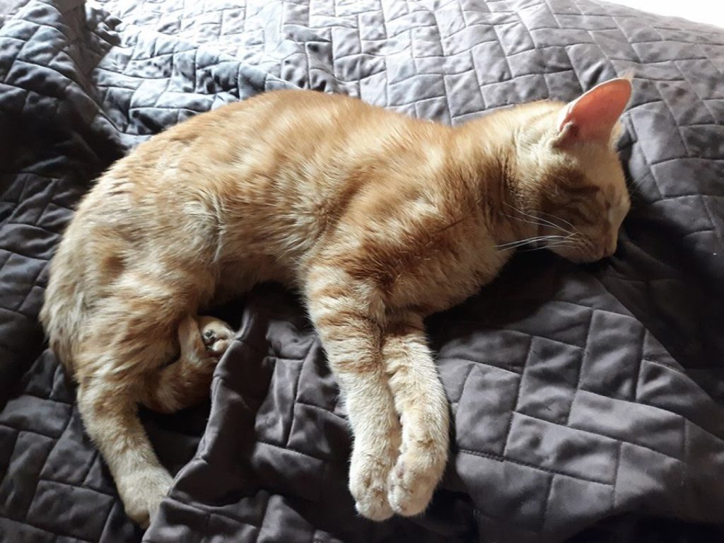 一隻浪橘貓趁女子開門時溜進她的床上呼呼大睡（圖／FB@Carrie Sere Williams）