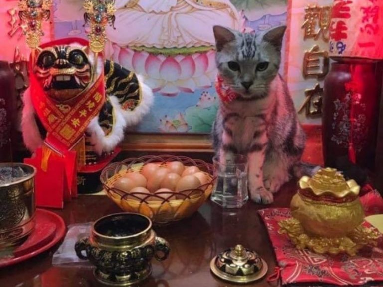 ▲網友分享自家喵星人的照片，只見貓咪端坐在家裡神桌之上，讓他又好氣又好笑。（圖／翻攝自爆怨公社臉書）