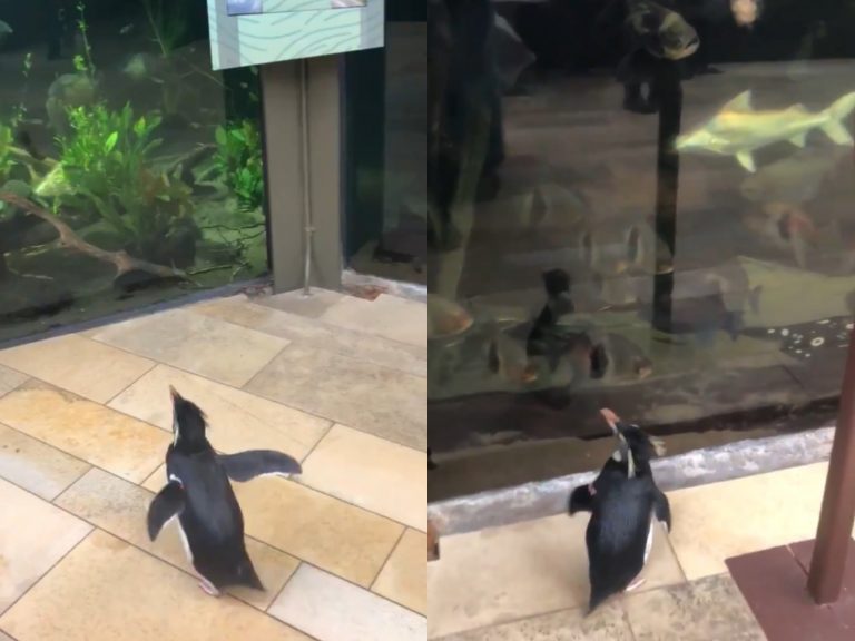 企鵝出來放風，還來到熱帶區看魚魚。（圖／Facebook@Shedd Aquarium） 