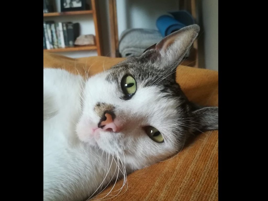 女子一睡醒發現一隻貓咪正躺在一旁看著她（圖／FB@Tamsyn Bouttell）