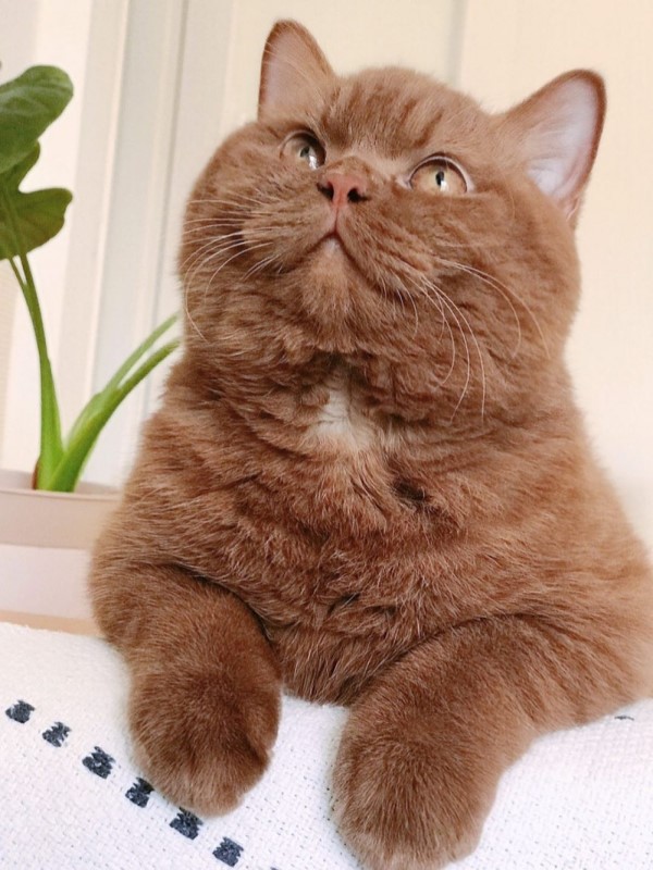 可可色胖貓擁有超圓潤腮幫子　根本就是真實版「熊大」！