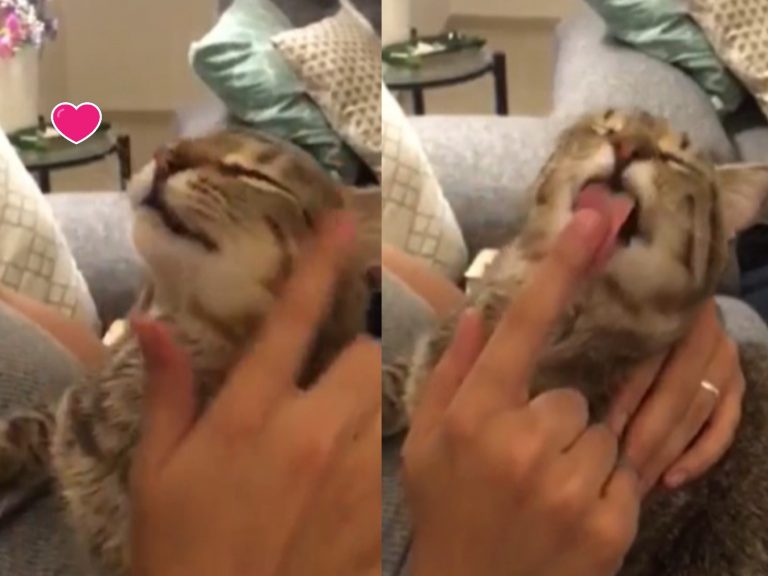 虎斑貓非常享受鏟屎官用手指幫牠理毛（圖／翻攝自FB@Reddit）