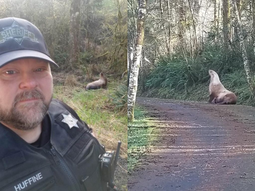 可憐的海獅找不到回家的路，看起來焦躁無助。 （圖／Cowlitz County Sheriff’s Office） 
