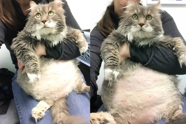 12公斤胖貓被遺棄到收容所　竟吸引雪片般領養詢問！