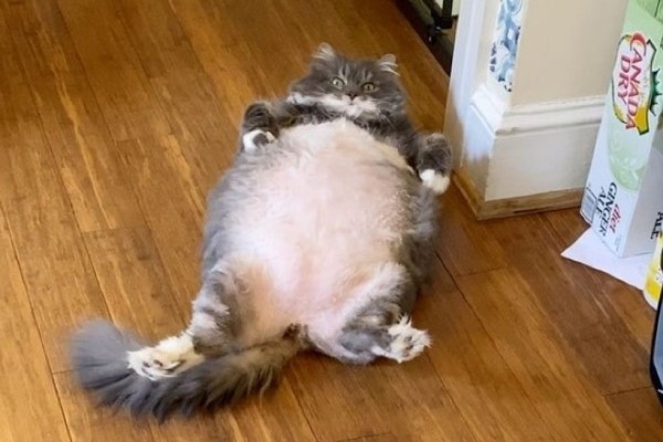 12公斤胖貓被遺棄到收容所　竟吸引雪片般領養詢問！