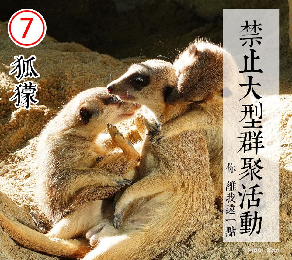 ▲7號候選人狐獴 | Candidate No. 7-meerkat (FB/Taipei Zoo)