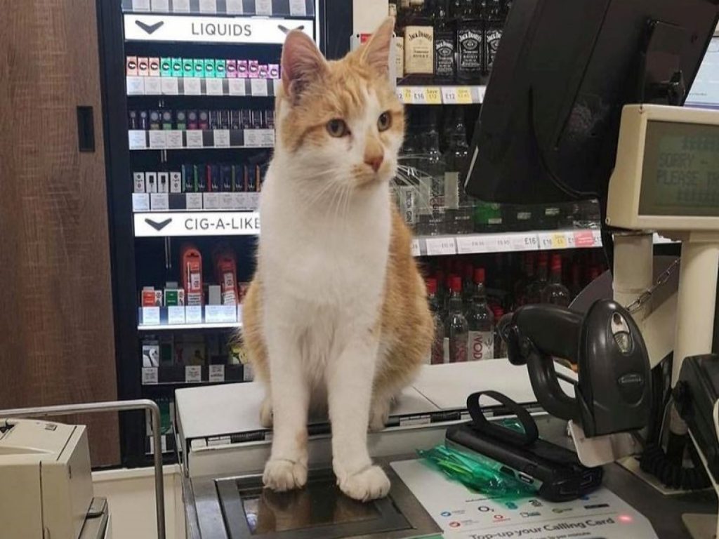 橘白貓南瓜喜歡溜進當地一間超市（圖／FB@ Pumpkin Harding）