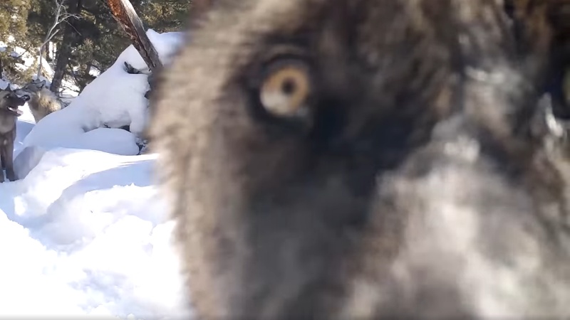 狼老大在雪地中發現攝影機狂舔　後面那隻乖等：輪到偶了嗎？