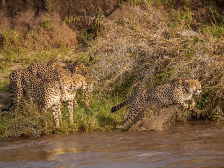 看到5隻美麗的獵豹現身，大家耐心屏息以待，等待接下來會有什麼事發生。（圖／Buddhilini De Soyza） 