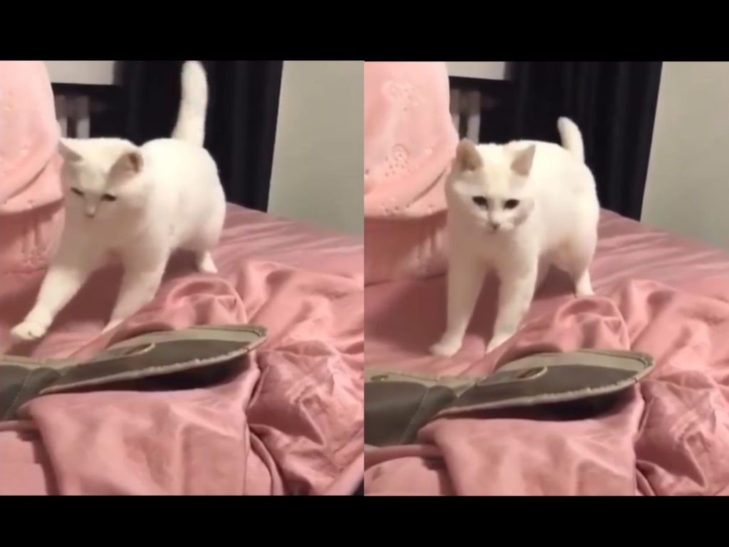 白貓竟然配合B-box節奏大跳popping（圖／網友張先生授權提供）