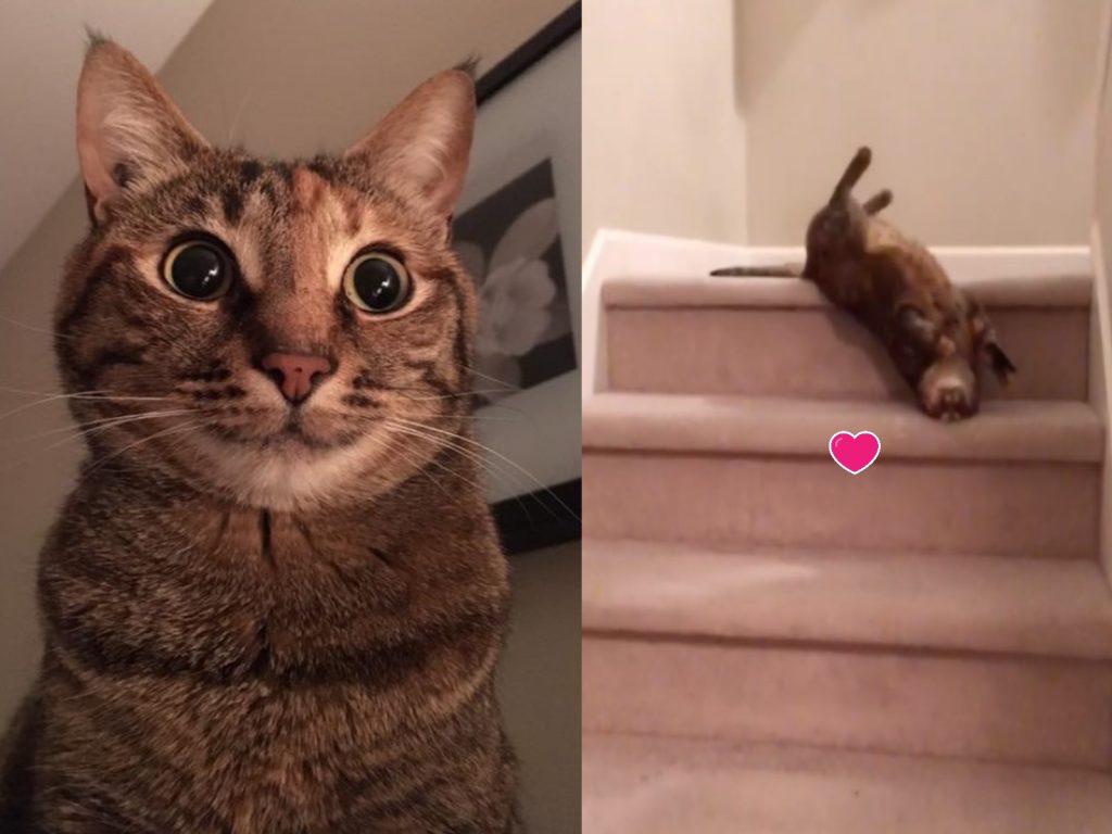 虎斑貓波西喜歡用滾的下樓（圖／IG@rolyposey）