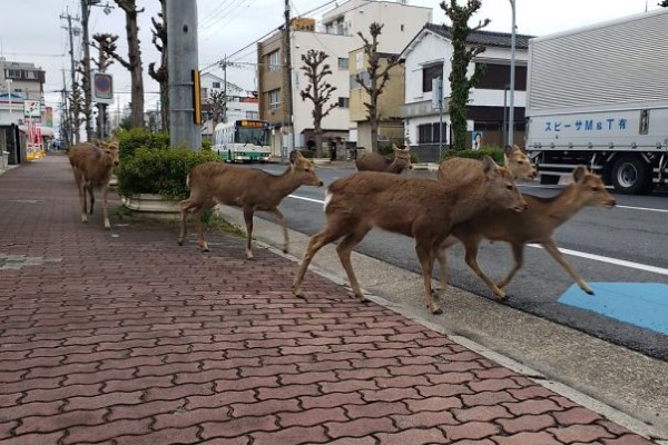 居民因新冠肺炎在家防疫　空蕩街道出現動物散步奇景