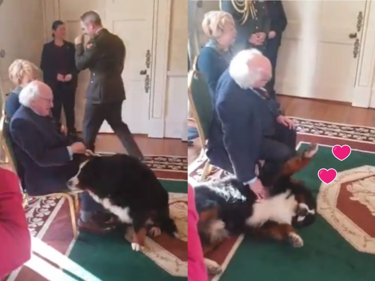 愛爾蘭總統出席婦女節活動　遭愛犬亂入翻肚討摸摸搶盡風采
