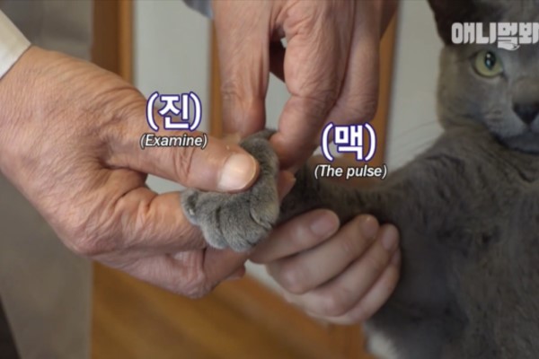 韓國中醫診所貓咪愛健康　戒零食愛補品超懂養生之道！
