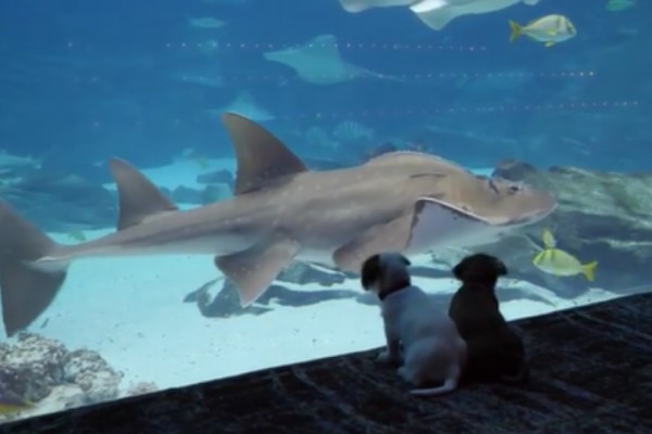 小浪汪包場參觀水族館　結交水中新朋友反應超級萌！