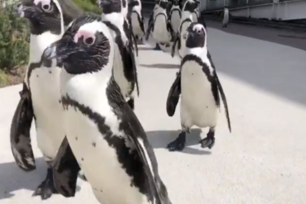 日本水族館因防疫休館　企鵝「包場遊園」網笑：戶外教學！
