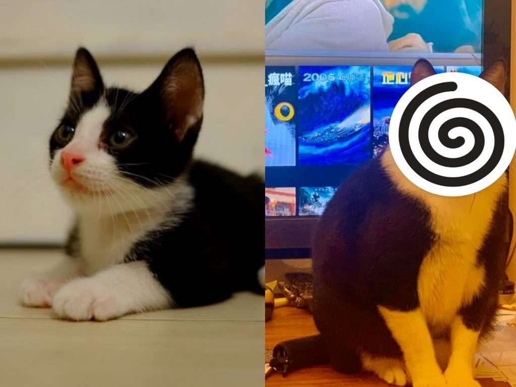 賓士貓「帶福」小時候與現在差超多（圖／網友Hui-ning Lei授權提供）