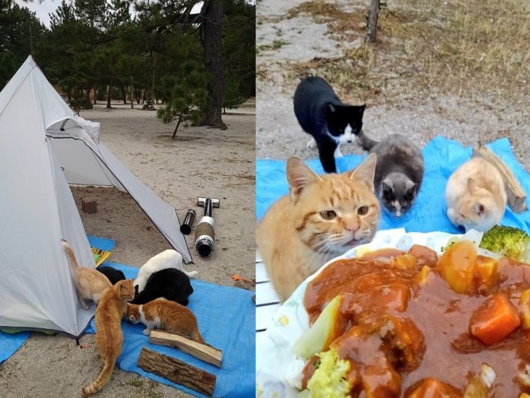 日本一位推主露營時遇見一群浪貓包圍（圖／twitter@maniaxch）