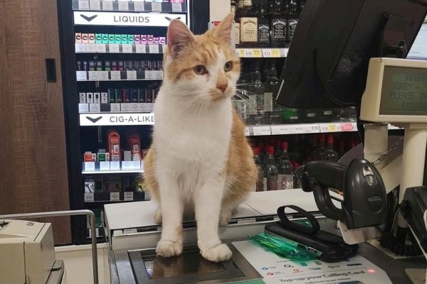橘白貓被禁止進入最愛超市　居民抗議：不讓牠來就不消費