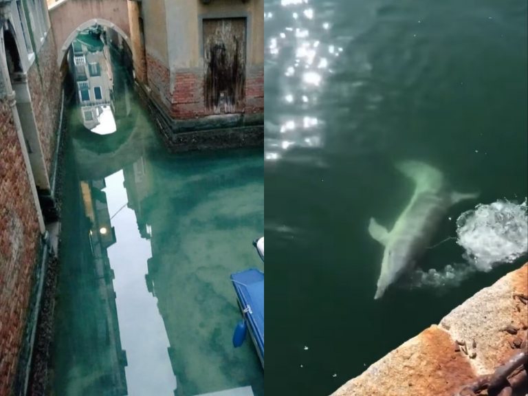 義大利全境封鎖！威尼斯運河現生機　港口海豚玩到嗨翻
