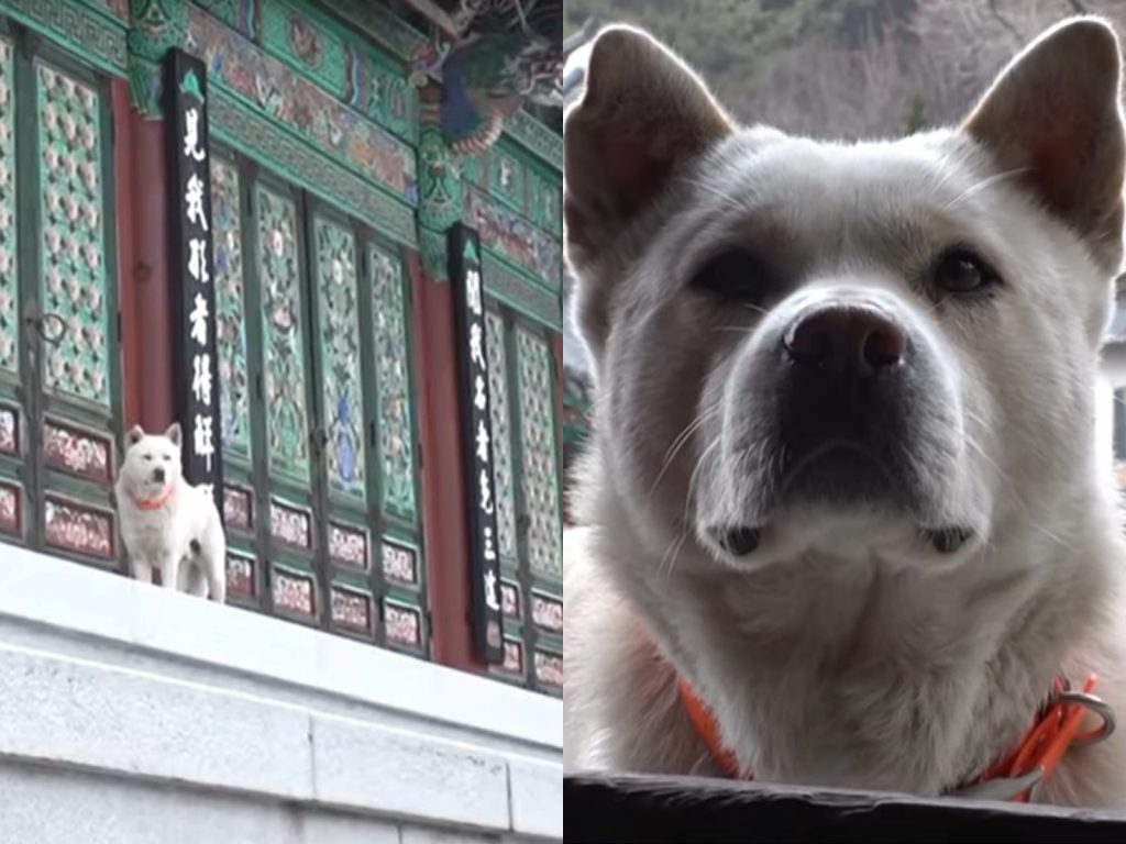 一名常到寺裡的佛教徒表示：「牠過去生肯定也是僧侶吧！是命中註定來到佛寺的！」（圖／Youtube@SBS TV동물농장x애니멀봐） 