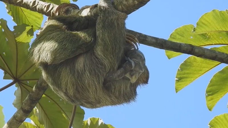 樹懶媽媽生小寶寶過程超驚險　網卻歪樓：難怪這麼淡定！