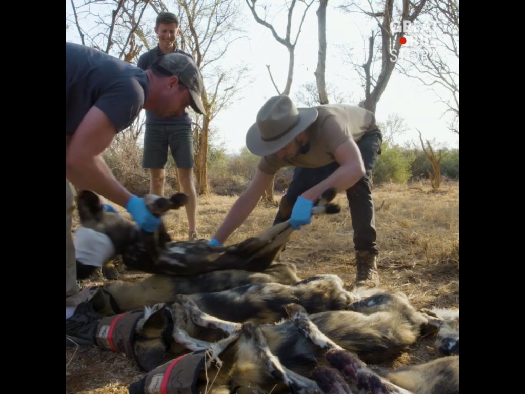讓毫無知覺的雙方摩擦，沾染彼此的氣味，連屁屁的部分也不放過。（這畫面太詭異啦～）（圖／Facebook@Great Big Story）