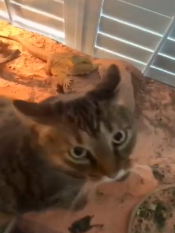貓咪闖入蜥蜴保溫箱當貓盆如廁　網笑瘋：加熱比較舒服！