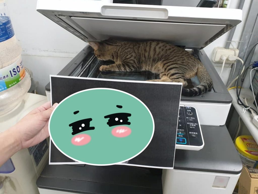 啊～原來是貓皇的肉球被印下來啦～（圖／網友朱育宏提供） 