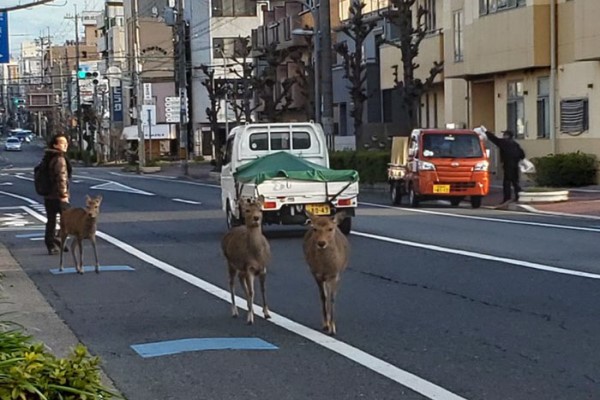 居民因新冠肺炎在家防疫　空蕩街道出現動物散步奇景