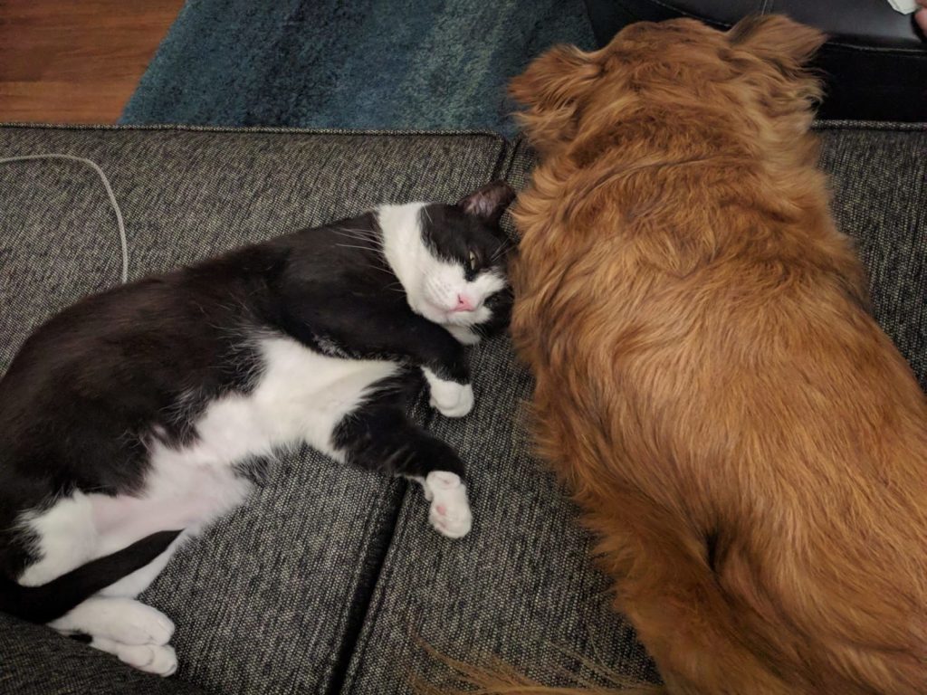 害羞黑白貓主動貼近家犬當朋友（圖／Love Meow）