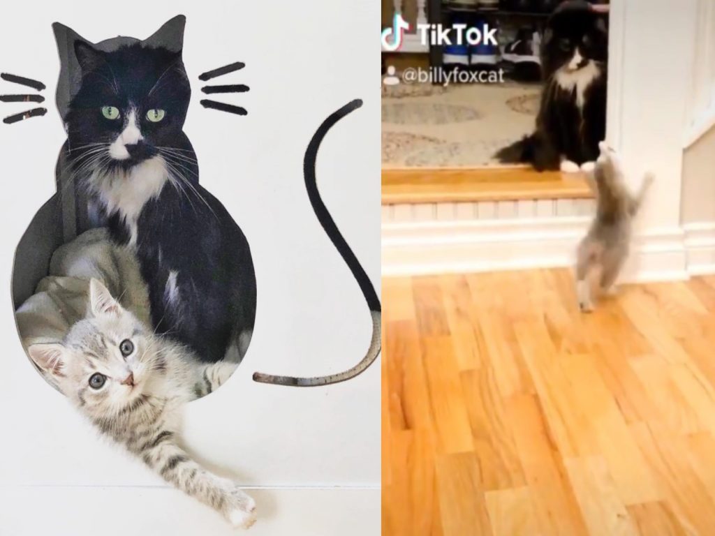 小貓比利與貓爸托克（圖／IG@pokeypotpie）