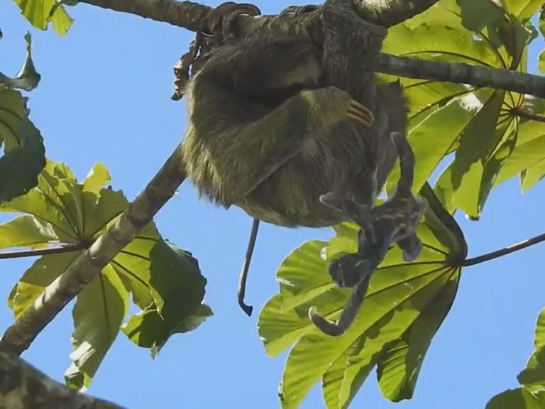 樹懶馬麻在樹上生下小寶寶。（圖／Facebook@Steven Vela） 