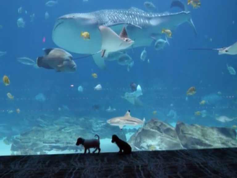 兩隻小狗狗受邀到水族館參觀（圖／翻攝自IG@georgiaaquarium）